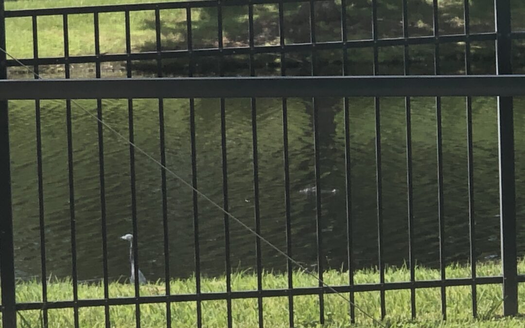 FWC called:  Alligator behind 91st Ave E. spotted.